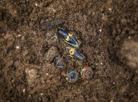 Multicoloured glass beads discovered in one of the remains of 4th-century graves.