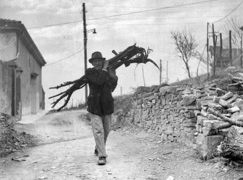 Nabiranje lesa za zimske dni, Rocol (Trst), 5. 1. 1956, NŠK OZE, inv. 2995/5